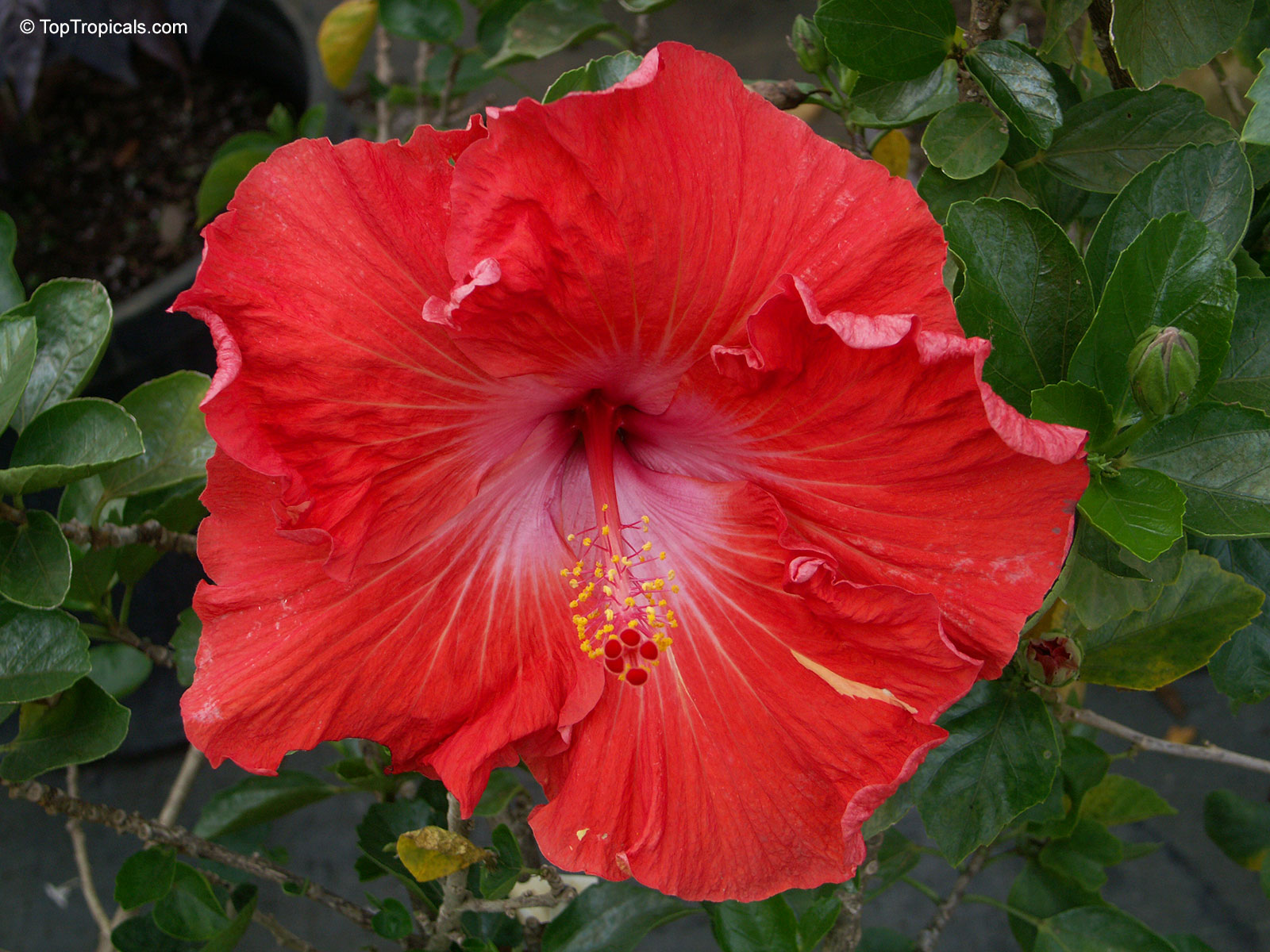 Hibiscus rosa-sinensis, Hibiscus, Chinese Rose, Japanese Rose, Tropical Hibiscus, Shoe Flower Hibiscus rosa-sinensis, Hibiscus, Chinese Rose, Japanese Rose, Tropical Hibiscus, Shoe Flower