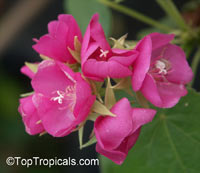 Dombeya x seminole, Tropical Rose Hydrangea