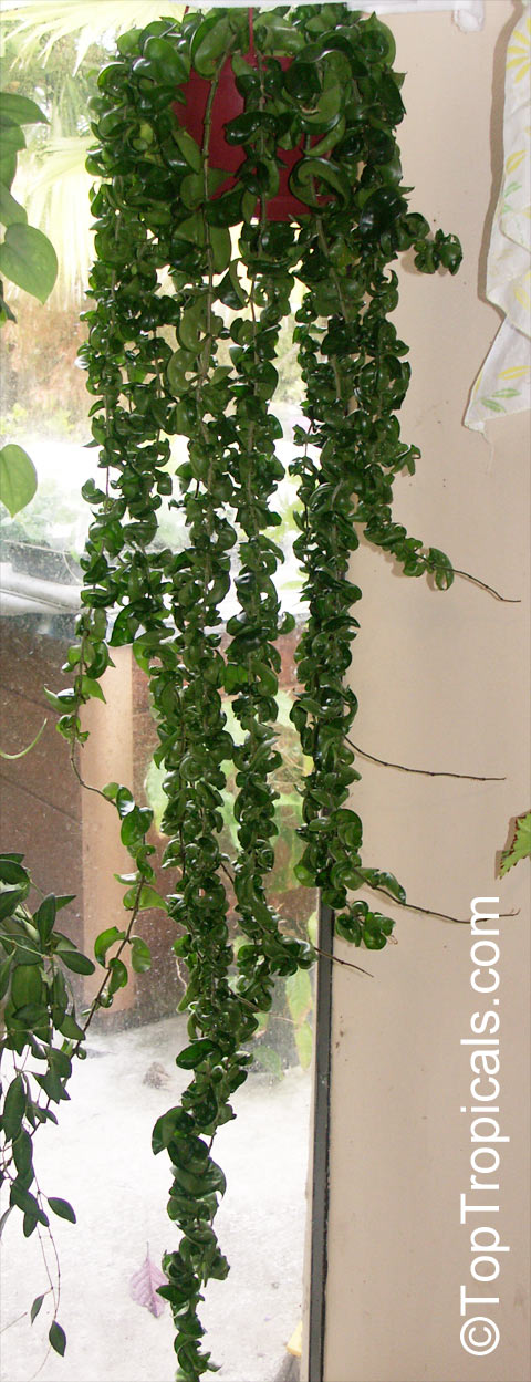 Hoya carnosa Compacta, Hindu Rope, Krinkle Kurls