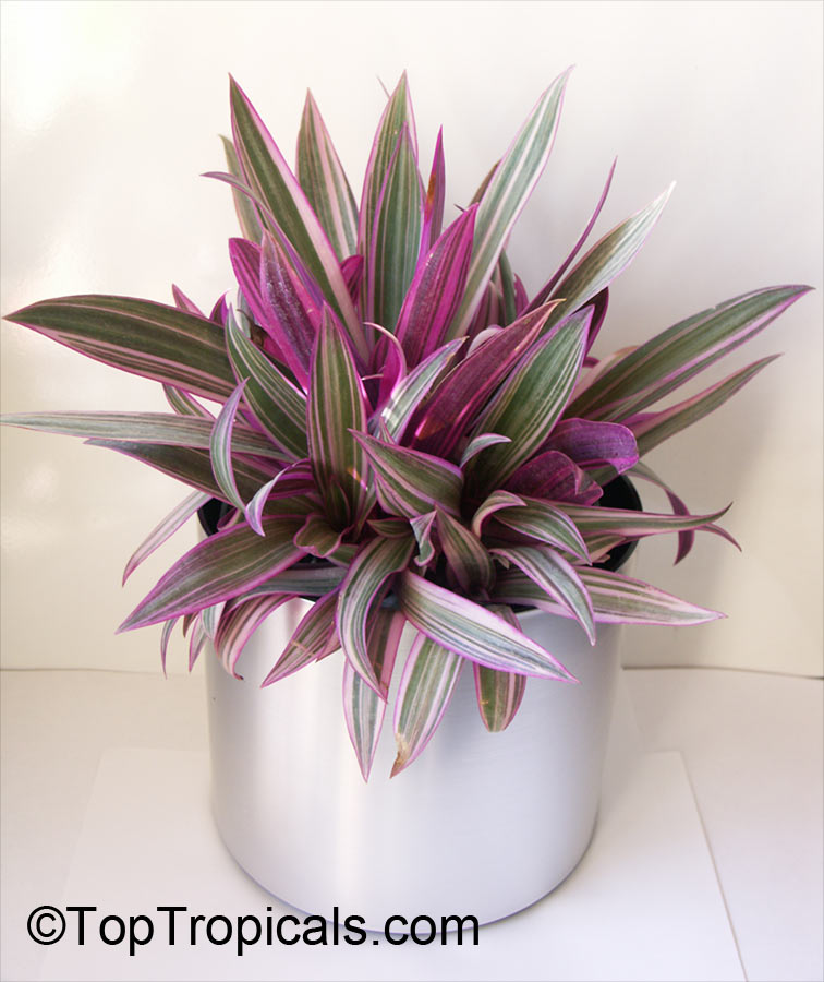 Tradescantia spathacea, Rhoeo spathacea, Tradescantia discolor, Boat lily, Rheo, Oyster plant, Moses-In-The-Boat