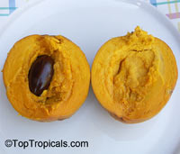 Pouteria campechiana, Canistel, Eggfruit, Chesa

Click to see full-size image