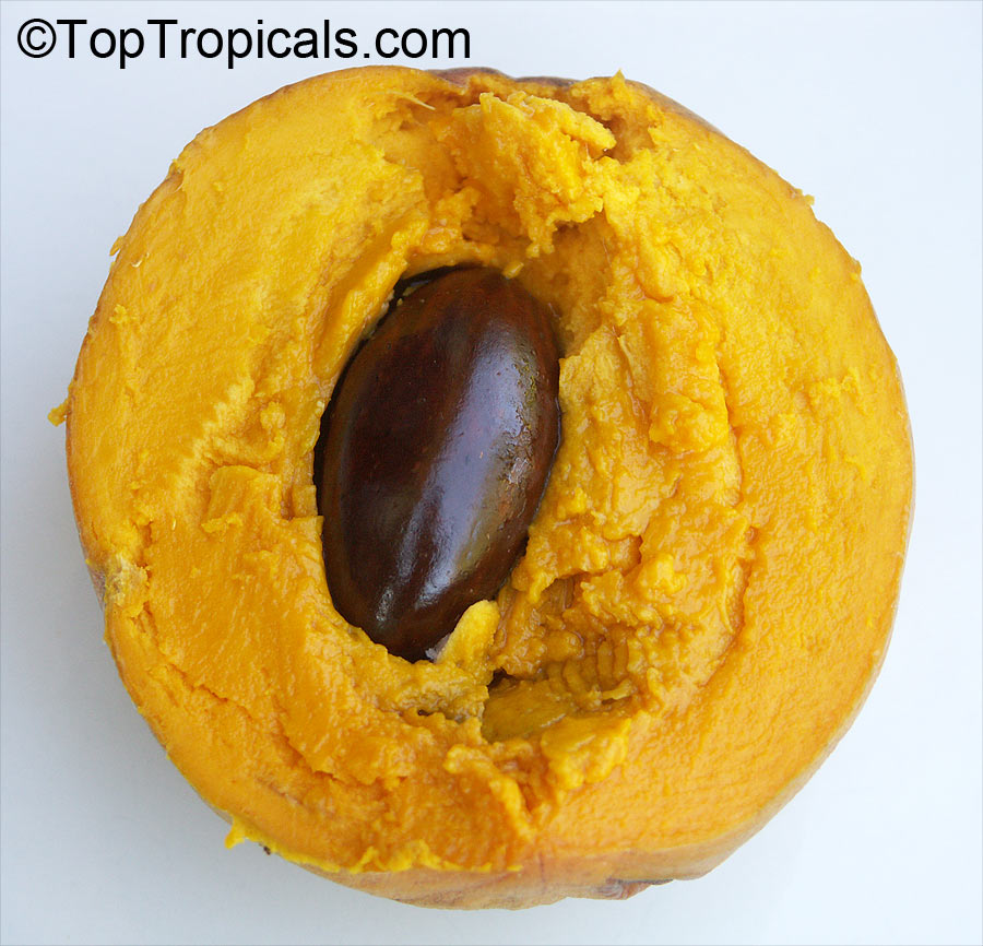 Pouteria campechiana - Canistel fruit and pulp, egg fruit