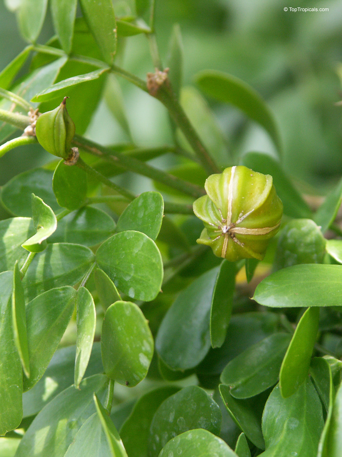 Guaiacum sanctum, Lignum Vitae, Tree of Life, Gaiac tree Guaiacum sanctum, Lignum Vitae, Tree of Life, Gaiac tree