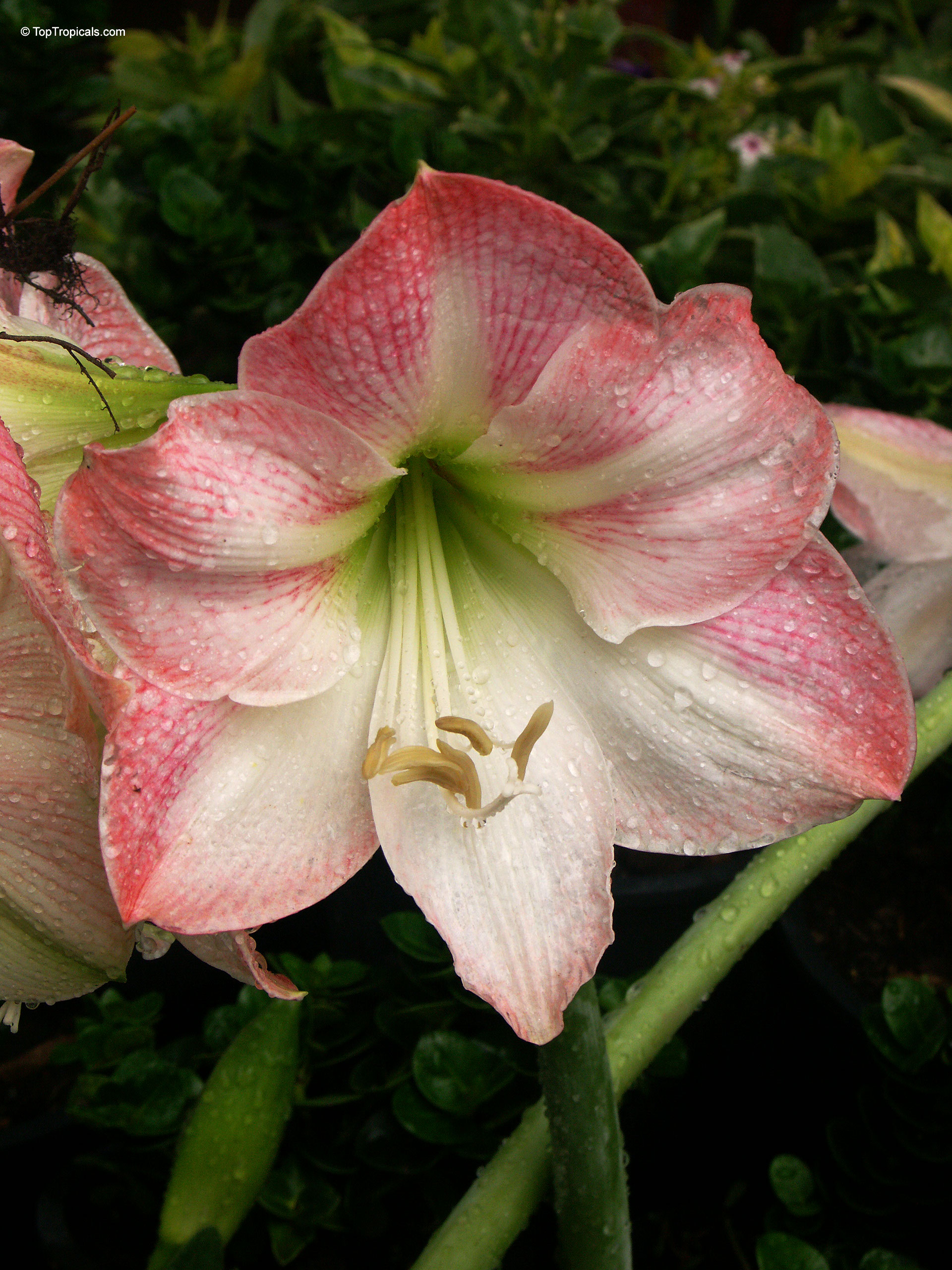 Hippeastrum sp. (Amaryllis) flower with pink and white petals covered in tiny water droplets Hippeastrum sp. (Amaryllis) pink white flower close up on green stem during morning dew