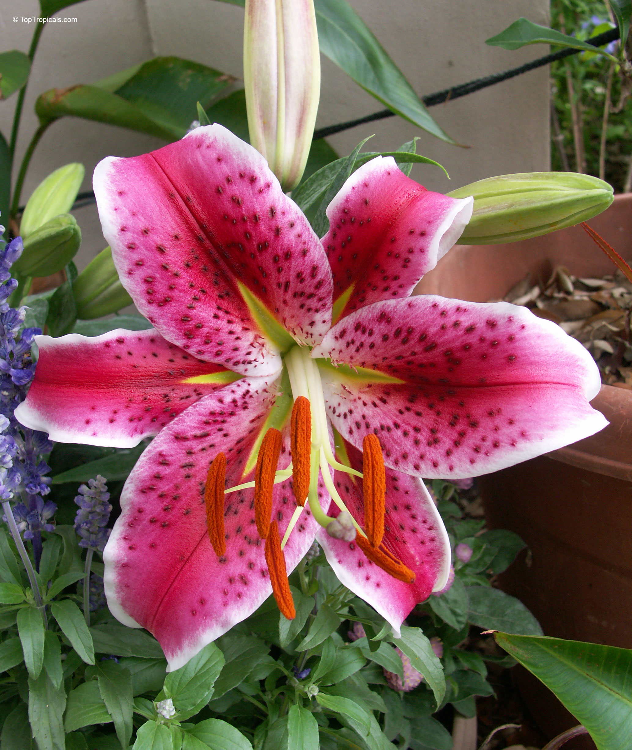 Lilium 'Stargazer' Lilium sp. (Lily) with pink flower and dark speckles in a close up view