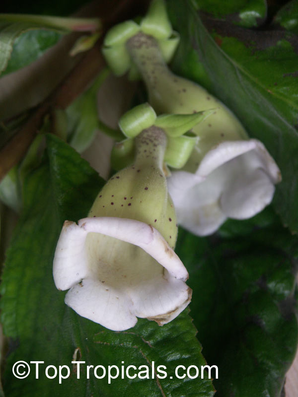 Paliavana tenuiflora, Paliavana