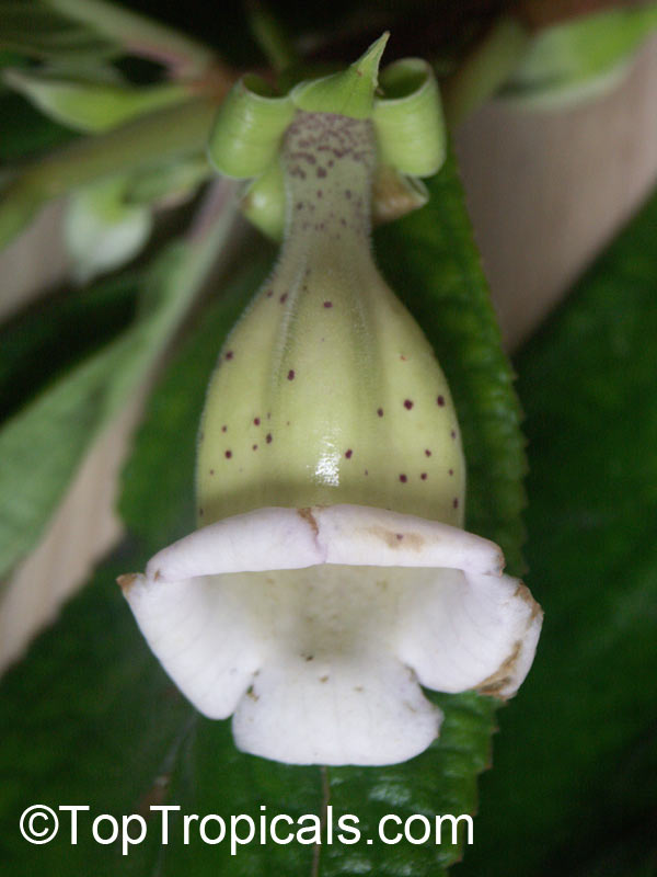 Paliavana tenuiflora, Paliavana