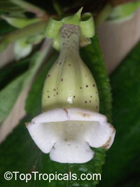 Paliavana tenuiflora, Paliavana

Click to see full-size image