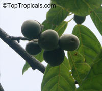 Quararibea funebris, Rosita de Cacao, Cabezona, Molinillo, Funeral Tree

Click to see full-size image