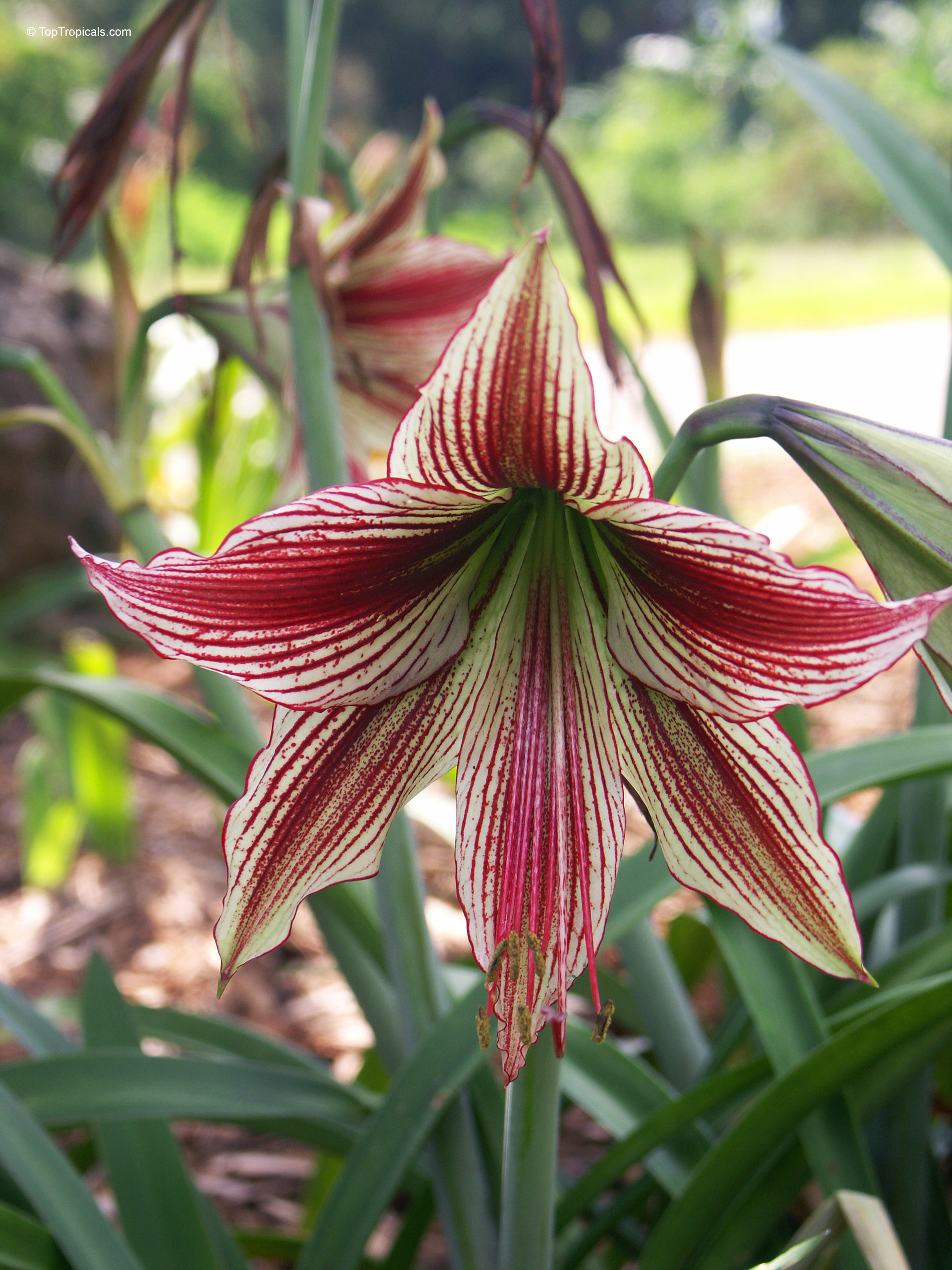 Hippeastrum sp. (Amaryllis) flower with white petals covered in thin, vertical red stripes. Hippeastrum sp. (Amaryllis) with white and red striped petals, a close up flower.