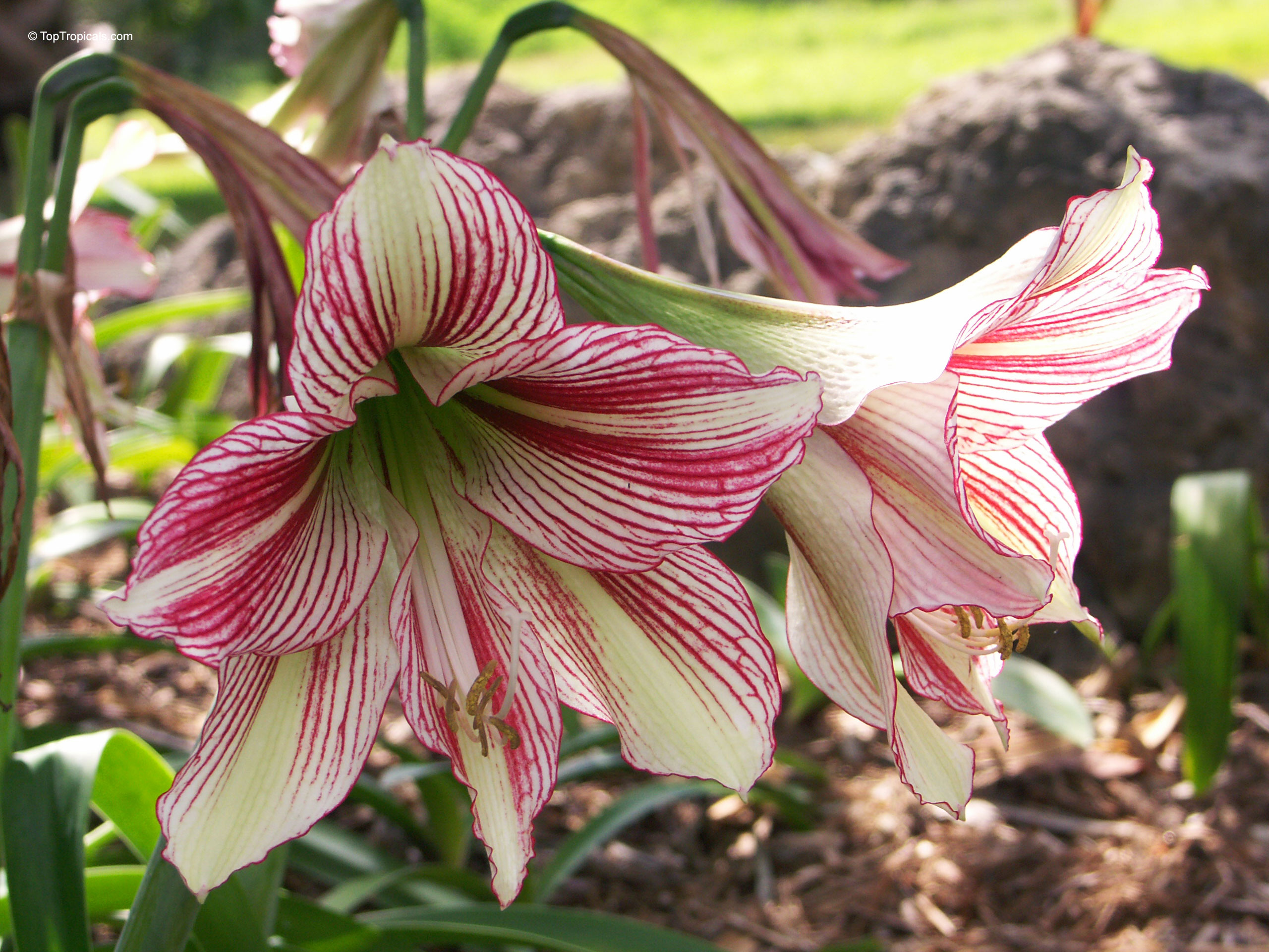 Hippeastrum sp. (Amaryllis) with cream and pink stripes on petals during day. Hippeastrum sp. (Amaryllis) with cream and pink stripes on flower close up.