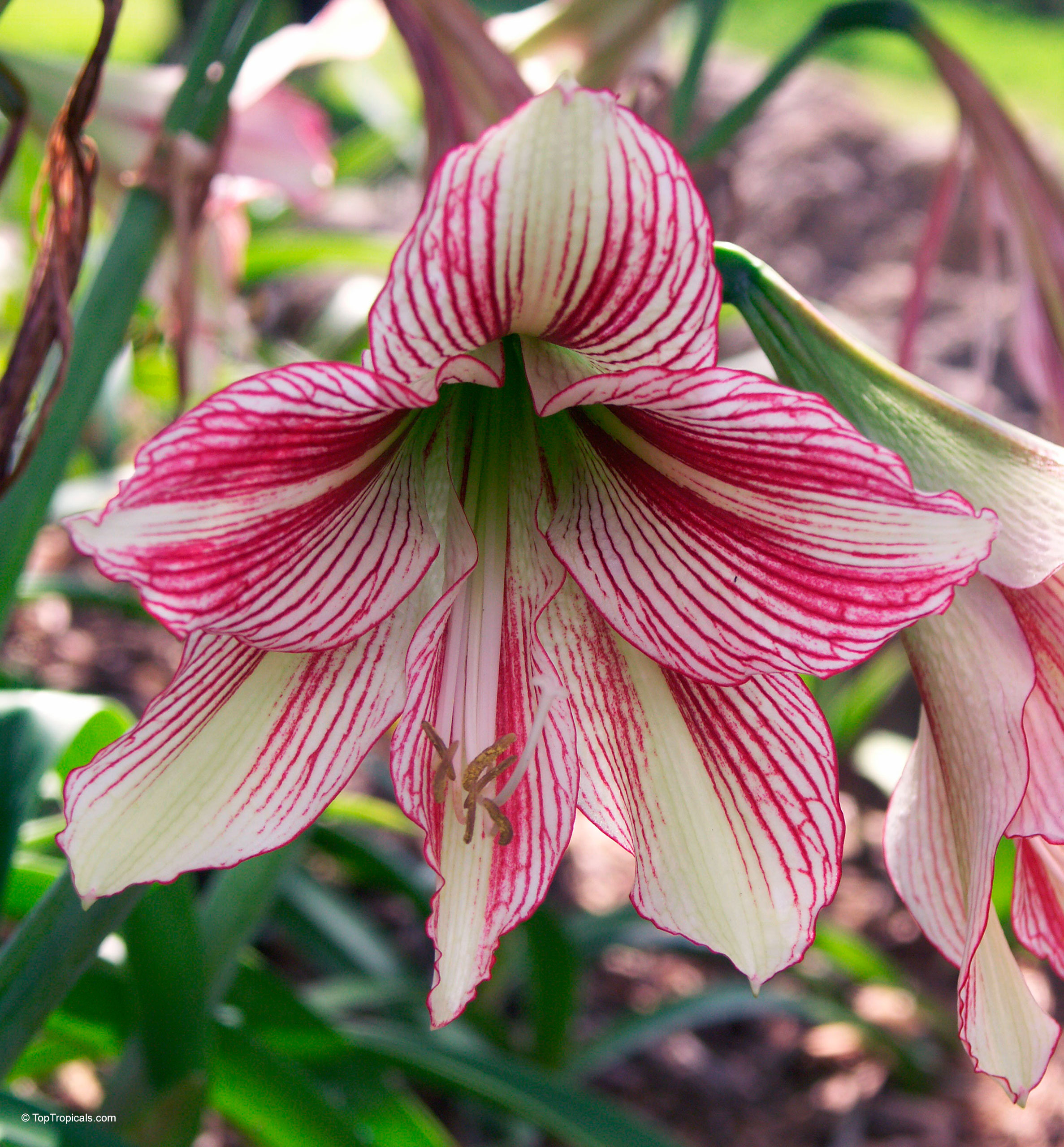 Hippeastrum sp. (Amaryllis) trumpet flower with red stripes on white petals and green leaves. Hippeastrum sp. (Amaryllis) with white and red stripes close up flower on a stem.