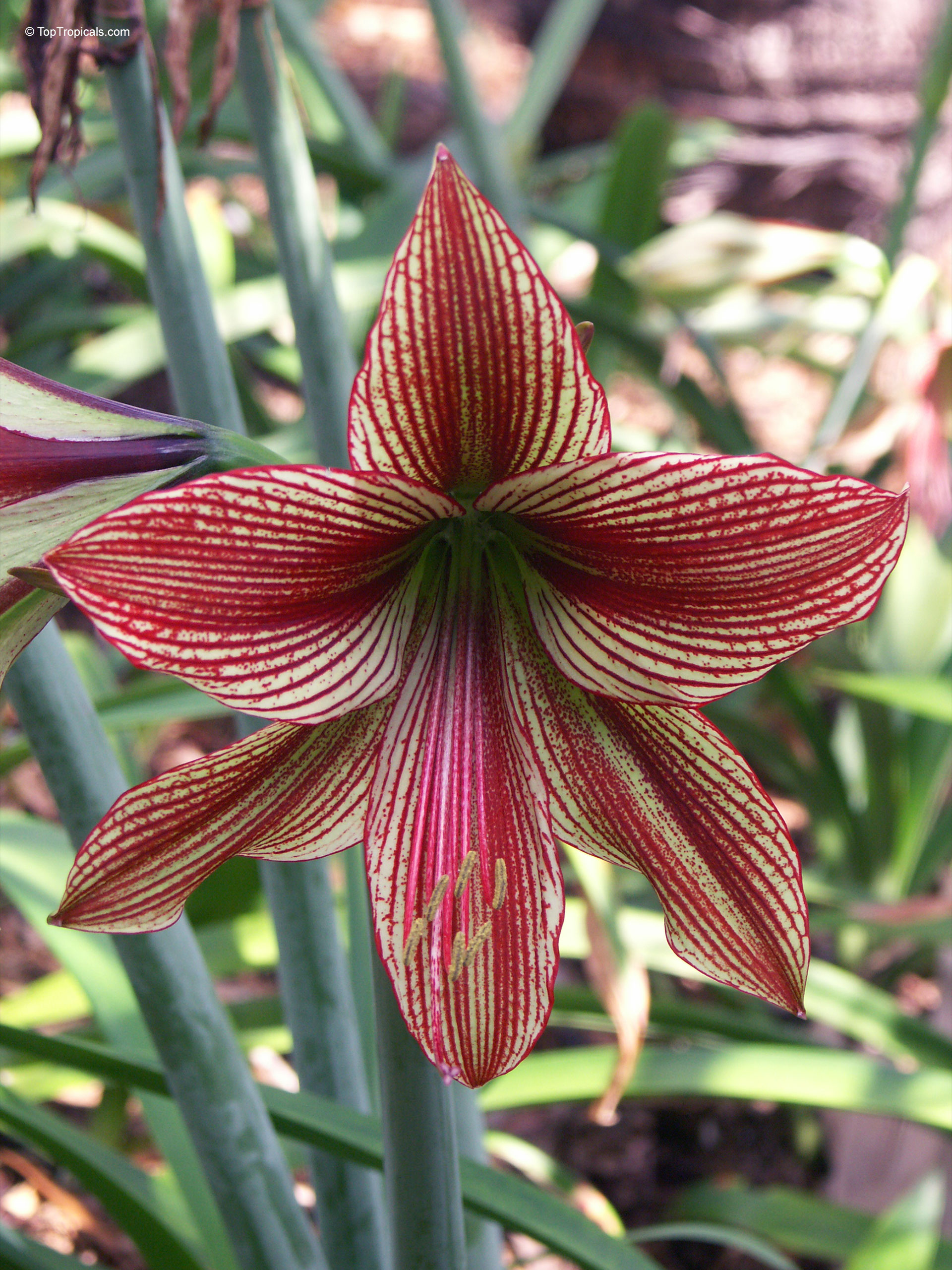 Hippeastrum sp. (Amaryllis) flower with distinct red stripes on white pointed petals Hippeastrum sp. (Amaryllis) red and white striped flower close up