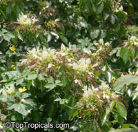 Crateva tapia, Spider Flower Tree, Tapia, Zapotilla, Amarillo, Poporo, Tejoruco, Cachimbo, Trompo

Click to see full-size image