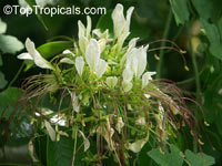 Crateva tapia, Spider Flower Tree, Tapia, Zapotilla, Amarillo, Poporo, Tejoruco, Cachimbo, Trompo

Click to see full-size image