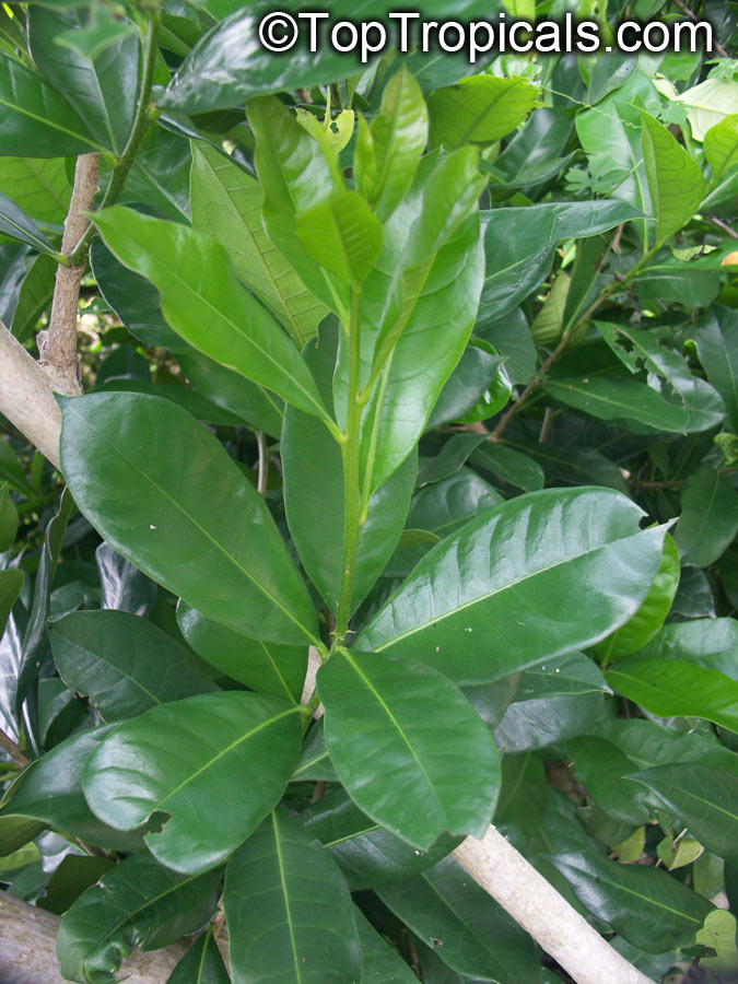 Amphitecna latifolia, Enallagma latifolia, Dendrosicus latifolius, Crescentia latifolia, Black Calabash, Jicarillo, Savanna Calabash