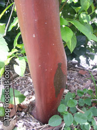 Calycophyllum spruceanum, Capirona

Click to see full-size image