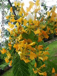 Delonix regia var. flavida, Golden Royal Poinciana, Yellow Poinciana

Click to see full-size image