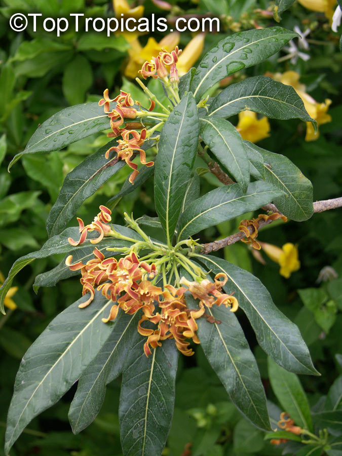 Strophanthus boivinii, Wood Shaving Flower
