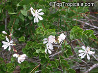 Bejaria racemosa, Tarflower

Click to see full-size image