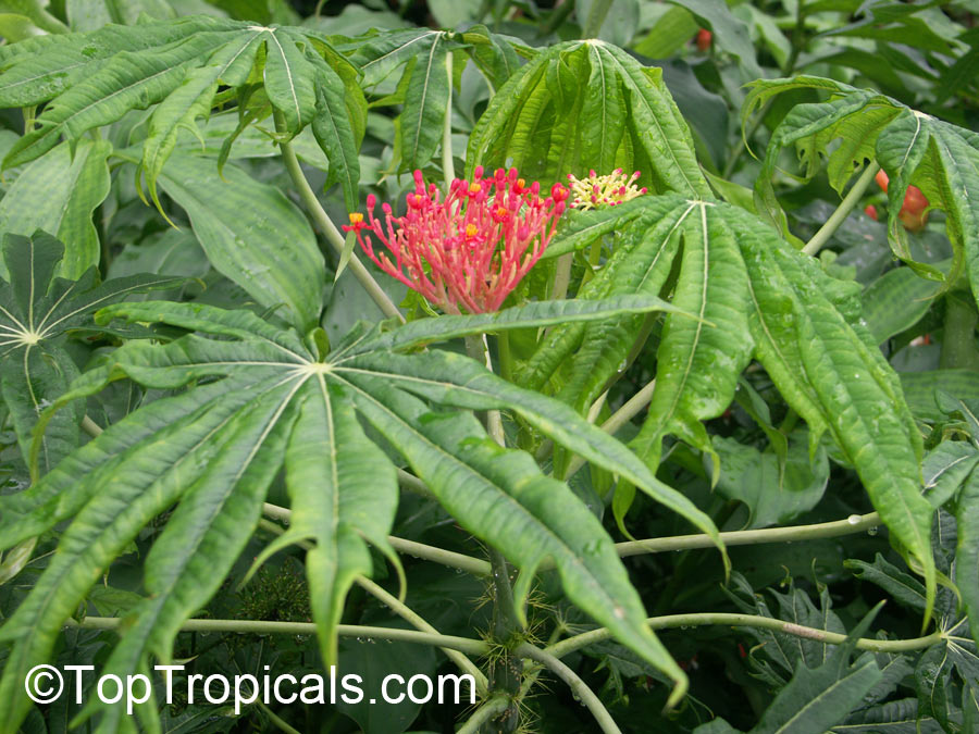 Mandraco Homem Verde - Flor-de-coral – Jatropha multifida • Nome  Científico: Jatropha multifida • Sinonímia: Adenoropium multifidum • Nomes  Populares: Flor-de-coral, Bálsamo, Flor-coral, Planta-coral, Merthiolate,  Mercúrio, Pinhão, Pião-branco, Pinhão