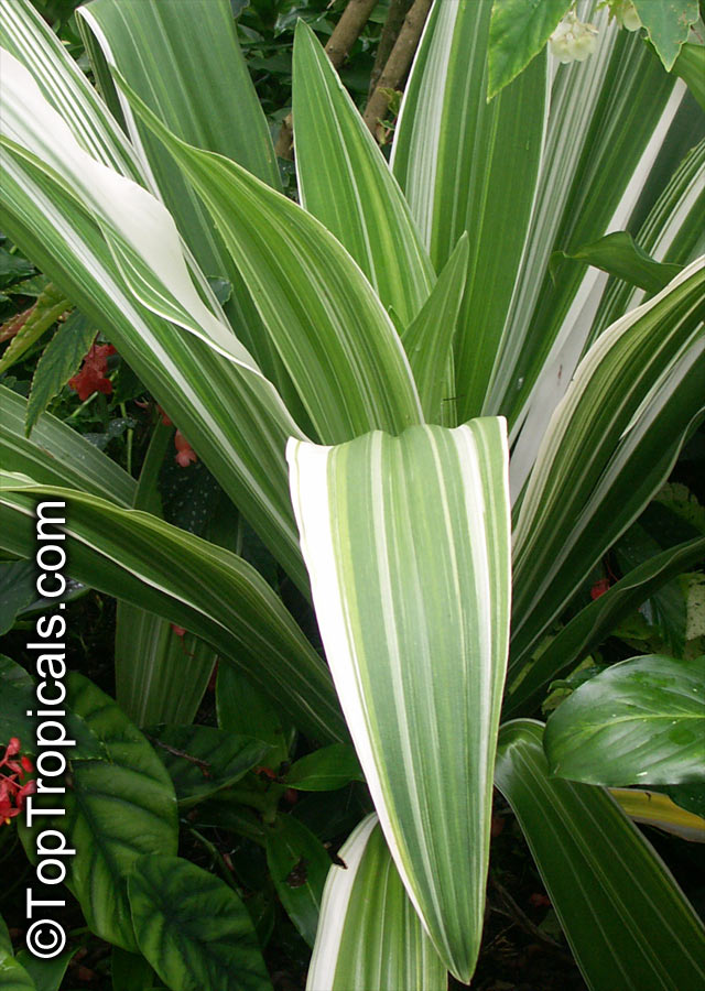 Crinum asiaticum, Swamp lily, River lily, Spider lily. Variegated form 