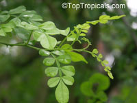 Zanthoxylum fagara, Wild Lime, Colima, Lime Prickly Ash

Click to see full-size image