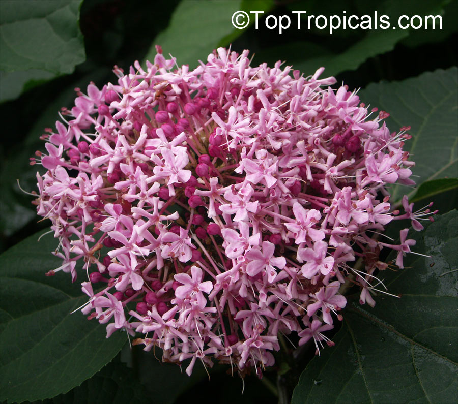 Clerodendrum bungei - Glory Bower