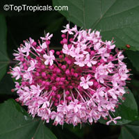 Clerodendrum bungei, Cashmere (Cashmir) bouquet, Glory Bower, Clerodendron

Click to see full-size image