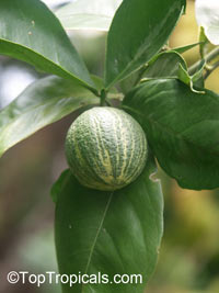 Citrus x sinensis, Orange

Click to see full-size image