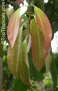 Cinnamomum aromaticum, Cinnamomum cassia, Cassia cinnamon, Chinese cinnamon

Click to see full-size image