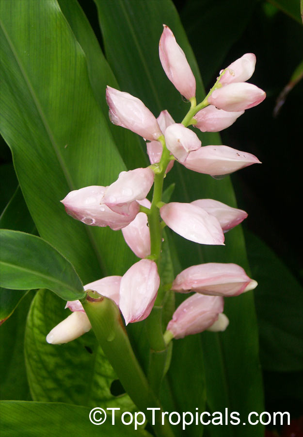 Alpinia henryi 'Pink Perfection', Pink porcelain lily