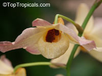 Dendrobium sp., Dendrobium Orchid

Click to see full-size image