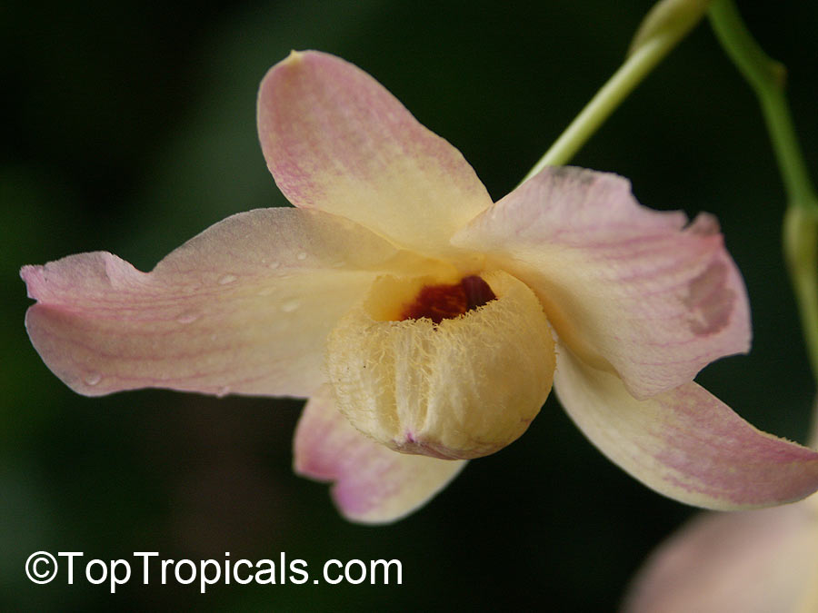 Dendrobium sp., Dendrobium Orchid. Dendrobium moschatum