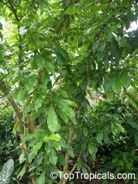 Crescentia cujete, Calabash Tree, Krabasi, Kalebas, Huingo

Click to see full-size image