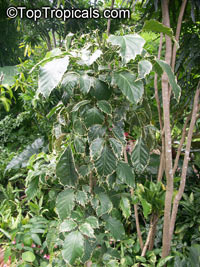 Polyscias guilfoylei, Polyscias guilfoylei var. laciniata , Guilfoyle Polyscias, Geranium Leaf Aralia, Wild Coffee, Black Aralia