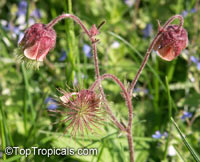 Geum sp., Avens

Click to see full-size image