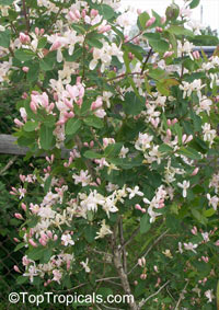 Lonicera sp., Honeysuckle

Click to see full-size image