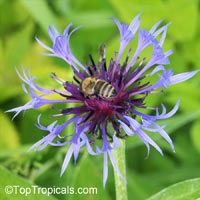 Centaurea sp., Basketflower, Cornflower

Click to see full-size image