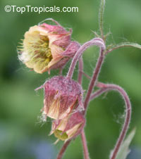 Geum sp., Avens

Click to see full-size image