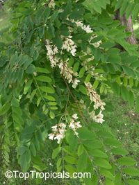 Robinia sp., Locust

Click to see full-size image
