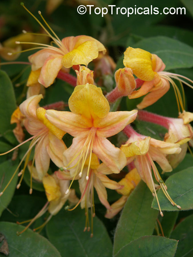 Rhododendron austrinum, Florida Azalea, Orange Azalea
