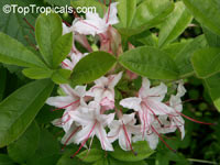 Rhododendron arborescens, Smooth Azalea

Click to see full-size image