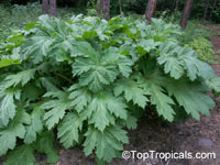 Acanthus sp., Acanthus, Bear 's Breeches

Click to see full-size image