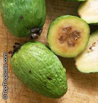 Feijoa sellowiana, Acca sellowiana, Feijoa, Pineapple Guava, Guavasteen

Click to see full-size image