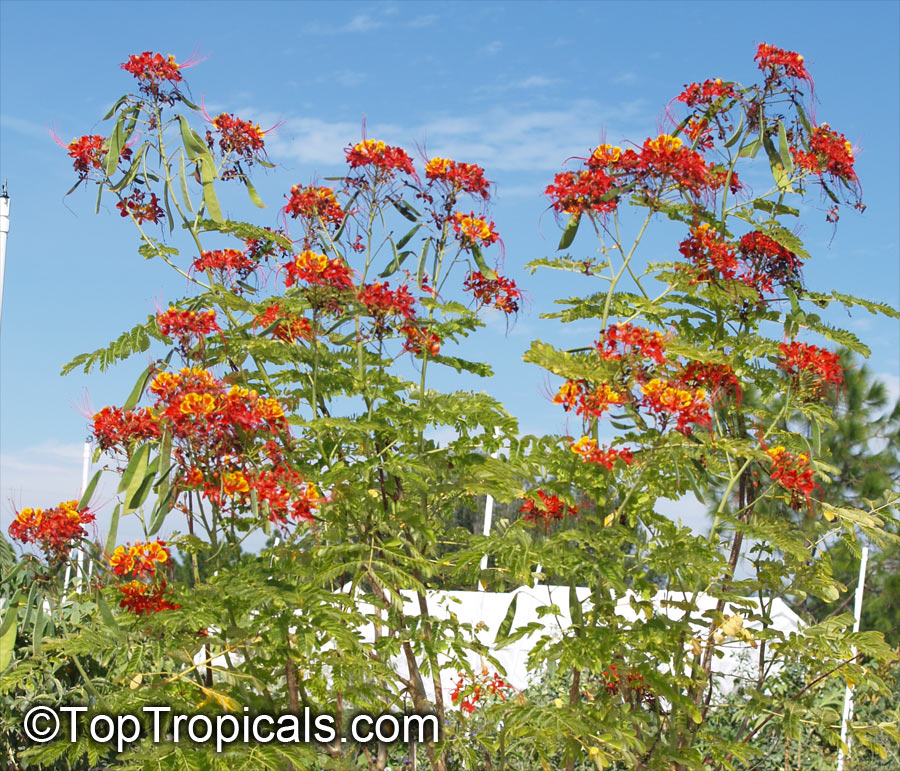 Caesalpinia pulcherrima, Peacock Flower, Barbados Pride, Dwarf Poinciana, Barbados Flower-fence, Gold Mohur