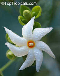 Nyctanthes arbor-tristis, Arbor Tristis, Sad tree, Night Jasmine, Parijat, Harsingar 

Click to see full-size image