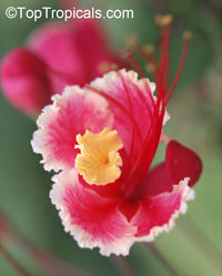 Caesalpinia pulcherrima 'Compton', Poinciana pulcherrima, Pride of Barbados, Pink Dwarf Poinciana, Flower Fence