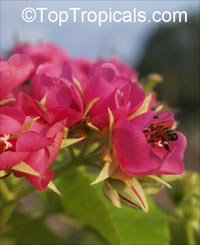 Dombeya x seminole, Tropical Rose Hydrangea