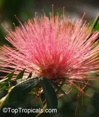Calliandra emarginata, Inga emarginata, Powderpuff

Click to see full-size image